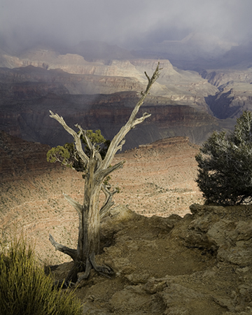 Rim Tree, Grand Canyon National Park